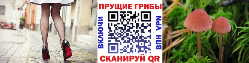 Псилоцибиновые грибы GOLDEN TEACHER  Троицк 
